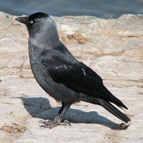 Corvus monedula (čavka)