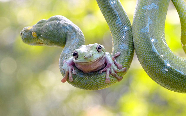 Prava poenta je da ponekad sami prepoznate pravi trenutak da ućutite, umesto da davite posmatrače kao zmija žabu.
