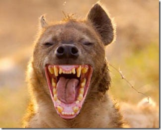 Znam da ćete se poslednji smejati, ali to ne znači da se plašim hijena poput vas.