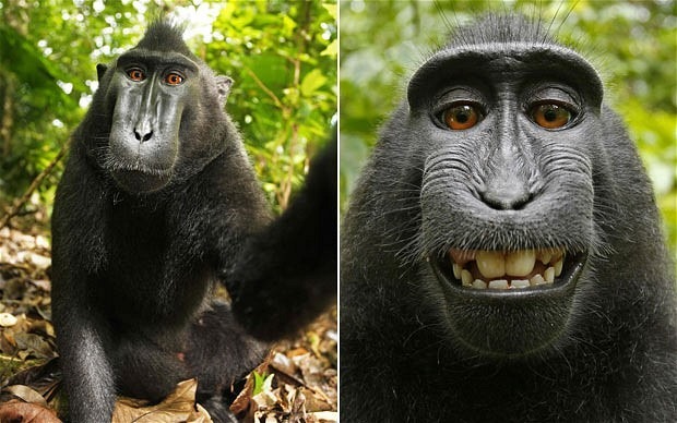 Danas čak i majmuni fotografišu. Ne šalim se: ovi autoportreti makakija su načinjeni pre nego što je vlasnik fotoaparata uspeo da se vrati do svoje opreme.