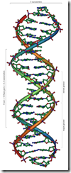 Dvostruka spirala DNK