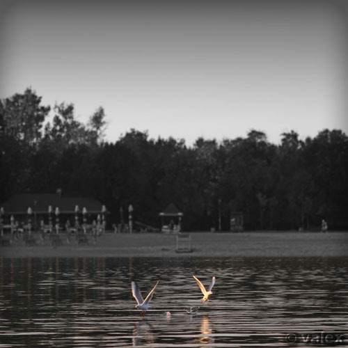 Lakegulls - fotografija Vladana Aleksića
