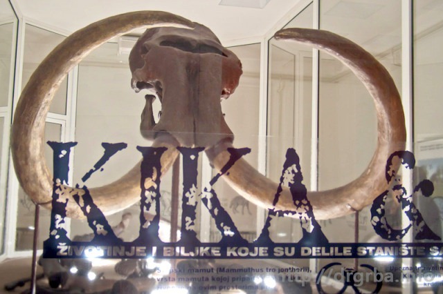 Kika, poznati kikindski mamut, originalne kosti. Replika celog kostura u prirodnoj veličini može da se vidi u dvorištu Kurije u Kikindi.