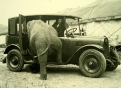 Prvo nahrani slonove