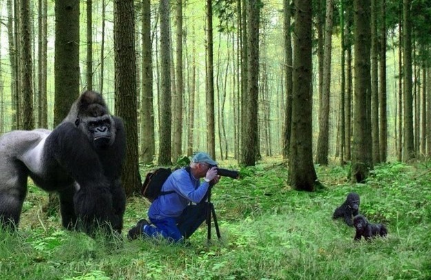 Molim vašu novinarsku legitimaciju, gospodine, kao i dokaz o uplati takse za fotografisanje mladunaca gorile.