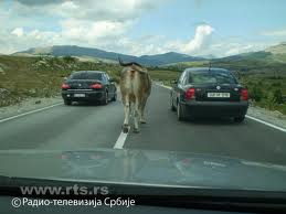 Krava na putu