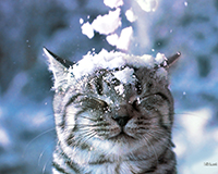 Mačak u snijegu