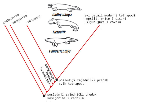 Evolucija tetrapoda