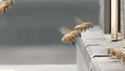 U Holivudu pčele ne nose med, već C4