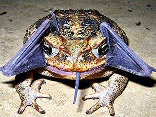 Kako ćete znati da li je ovo žaba ili žabac? Lako! Ako bude pojeo ovog slepog miša, onda je žabac. Ako ga bude pojela, onda je žaba.