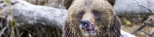 Kako se zove medved koji može da pretuče Čaka Norisa?