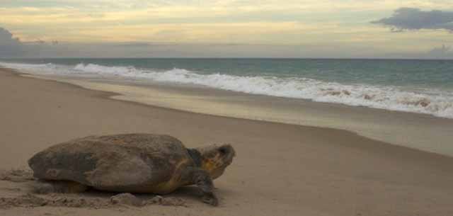 ... takođe se ispostavilo da kornjače koriste magnetske senzore da pronađu plažu za polaganje jaja...