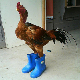 Chick-n-boots