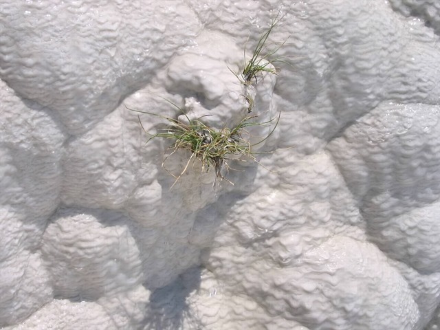 Trava iz kamena; sedimentacija na Pamukalama je očigledno veoma brza. [KLIKNI ZA VEĆU SLIKU]
